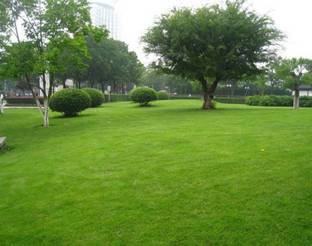 VS GLOBAL TURF GRASS evergreen lawn grass seeds(200 per pocket) Seed
