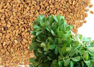 AllThatGrows Kasuri Methi Seeds, Fenugreek Seeds Pack Of 400 Seeds Seed