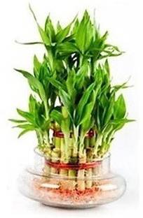 Green Plant indoor Gp10007 Plant Container Set