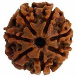 Durga gems 7 Mukhi Nepali Rudraksha 100% Original & Certified Seven Faced Rudraksha Wood