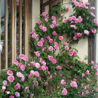 SaaHeli Rose Pink Climbing Flower Seeds (160 Seeds Per Pack) Seed