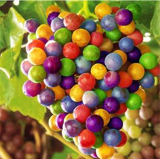 Nema Rainbow Grape Seed