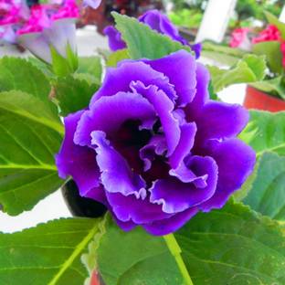 Nema Gloxinia Seed