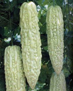 ROSEMERC IMPORTED WHITE BITTER GOURD (30 PER POCKET) Seed