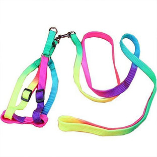 colourful dog harness