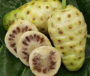 Nema Noni Fruit Seed