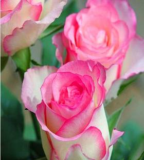 Nema White Heart Pink Side Rose Seed