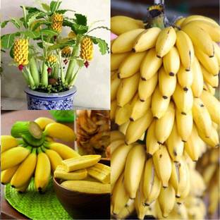 Generic BANANA Seed