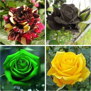 SaaHeli Gardens Rare Exotic Rose Flower Seeds Combo - Black Yellow Green Red-Yellow Seed