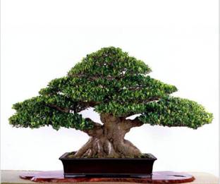 SaaHeli Banyan Seeds Seed