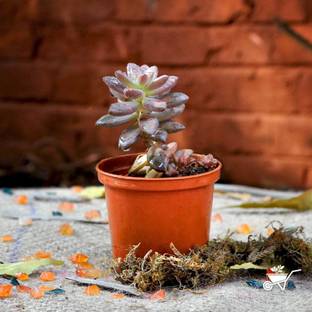 MyBageecha Jade Plant