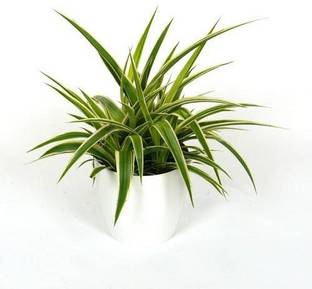 Vamsha Nature Care Spider Plant
