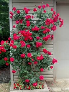 ROSEMERC imported red climbing rose(30 per pocket) Seed