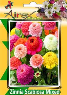 Airex Zinnia Scabiosa Mixed (Hybrid) Summer Flower Seed (4 Packet Of Zinnia Scabiosa Mixed) Pack Of AVG 20 - 30 Seed * Per Packet Seed