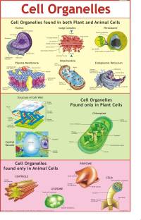Cell Organelles Chart Paper Print