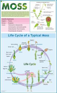 Moss Chart Paper Print