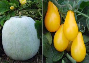 Airex Ash Gourd Mithai Petha and Tomato S Yellow Pear Seed (Pack of 30 Seed Ash Gourd Mithai Petha+ 30 Seed Tomato S Yellow Pear) Seed Seed