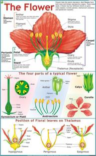 Flower Chart Paper Print
