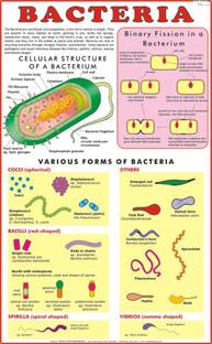 Bacteria Chart Paper Print