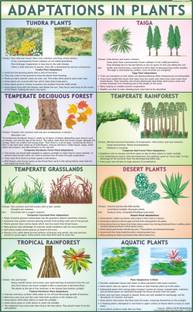 Adaptation in Plants Chart Paper Print