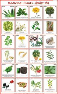 Medicinal Plants Chart Paper Print