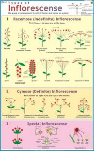 Inflorescence Chart Paper Print