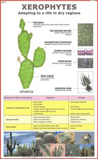 Xerophytes Chart Paper Print