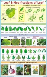 Leaves Chart Paper Print