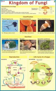 Fungi Chart Paper Print