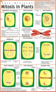 Mitosis Chart Paper Print