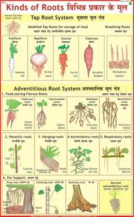 Kinds of Roots Chart Paper Print