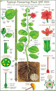 Typical Flowering Plant Chart Paper Print