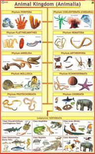 Animal Kingdom Chart Paper Print