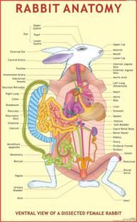 Rabbit Anatomy Chart Paper Print