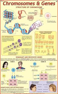 Chromosomes & Genes Chart Paper Print