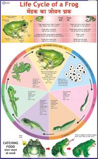 Frog Chart Paper Print