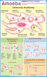 Amoeba Chart Paper Print