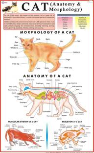 Cat Chart Paper Print