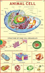 Animal Cell Chart Paper Print