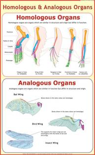 Analogous & Homologous Organs Chart Paper Print