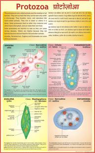 DNA Chart Paper Print