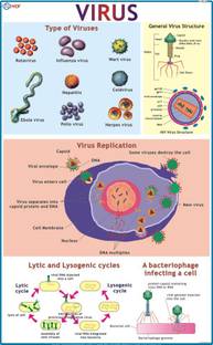 Virus Chart Paper Print