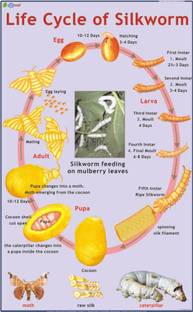 Silk Worm Chart Paper Print