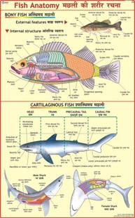 Fish Anatomy Chart Paper Print