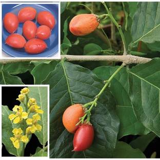 M-Tech Gardens Peanut Plant