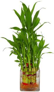 AGAMI Green 3 Layer Lucky Bamboo Indoor Plant For Feng Shui With Big Square Glass Pot Seed