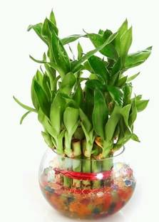 SWASTIK Lucky bamboo Plant Container Set