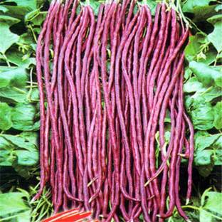 Nema Red CowPea Seed
