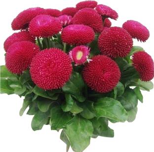 Nema Strawberry ice cream little daisy Seed