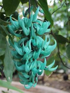 Nema Jade Vine 'Strongylodon Macrobotrys' Flower Seeds -Bluish Green Seed